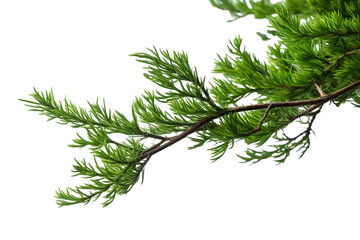 Fototapeta premium closeup macro view of a Green cedar branches, on a white isolated background PNG