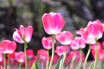Obraz premium 春の陽射しを浴びるチューリップの花