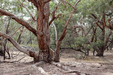 Fototapeta na wymiar eucalyptus trees and roots in australian bushland landscape