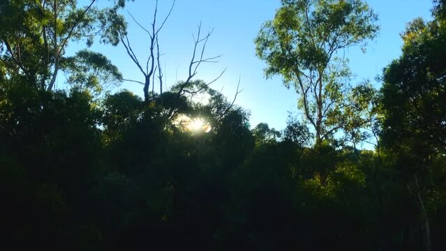 Sunrise through gumtree canopy in the morning. Sun shining through trees in the Australian outback.