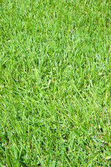 Industrial production of artificial and cultiavated green mowed lawn in sandy soil