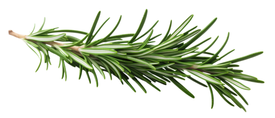 Fresh rosemary twig cut out