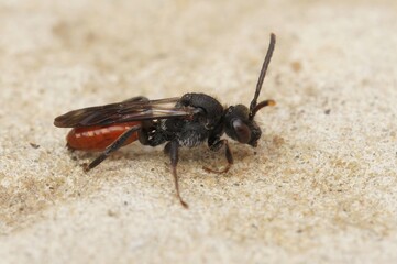 Closeup on the Full red-colored Fabricious' Nomad bee, Nomada fabriciana