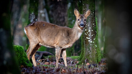 Reh im Wald, Wild, Deer, stehendes Reh schaut in Kamera