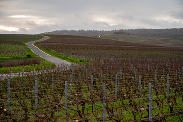 Winter time on Champagne grand cru vineyards near Verzenay and Mailly, rows of old grape vines without leave, green grass, wine making in France