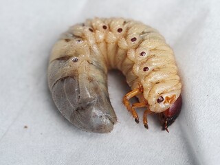 A photo of Oryctes rhinoceros in its larval stage, depicting its pupal phase