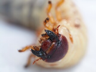 A photo of Oryctes rhinoceros in its larval stage, depicting its pupal phase