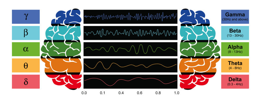 Digital illustration depicting EEG chart showcasing the various types of brain waves generated by human brain activity.