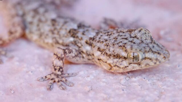 Tarentola mauritanica, known as the common wall gecko, closeup of the head. nature shoot