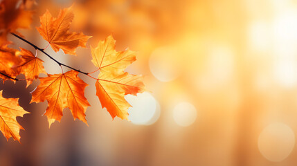 Naklejka na ściany i meble Autumn maple leaves on sunny blurred trees. Fall