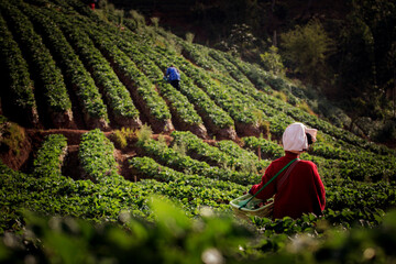 northern hill tribe harvesting strawberry in farm at high mountain of chiang mai northern of thailand
