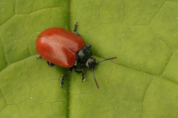 Closeup on the colorful red Poplar leaf beetle, Chrysomela populi, sitting on a green leaf