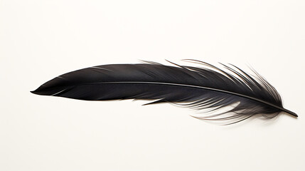 Close up of a single black feather isolated on a single color background 