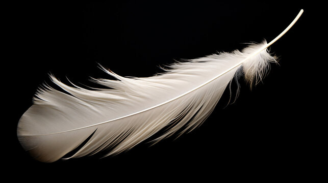 Close up of a single white feather isolated on a single color background 