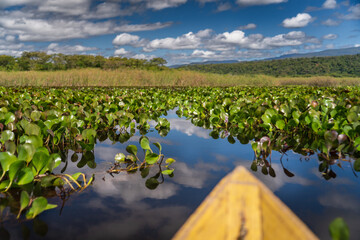Tranquil Canoe Journey Through a Lush Water Lily Landscape