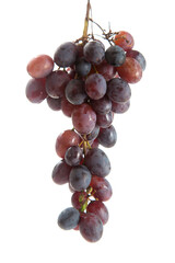 Bunch of organic black grapes isolated on white background.