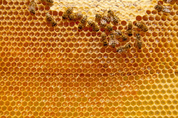 Working bees on the yellow honeycomb with sweet honey..