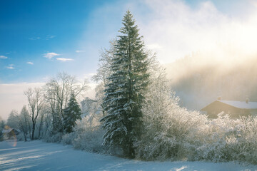 Winter rural landscape in early misty morning. Snow-covered spruce trees on the field in winter.