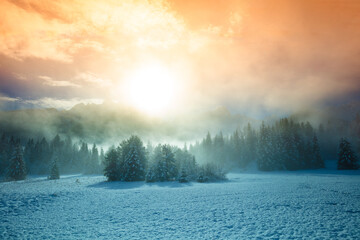 Snow-covered spruce trees on the mountainside during sunrise in winter. Winter rural landscape