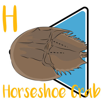 Horseshoe crabs are an extremely ancient group and are often referred to as living fossils. Horseshoe crabs use their long tails as rudders in the water and to flip themselves.