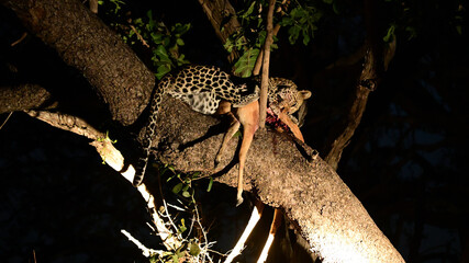 Leopardo che mangia un'Impala