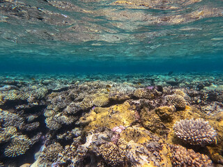 Underwater life of reef with corals and tropical fish. Coral Reef at the Red Sea, Egypt.