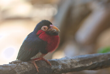 Bearded Barbet - African Barbet sitting on a branch. Barbets are near passerine birds with a worldwide tropical distribution, although New World and Old World barbets are placed in different families.