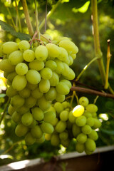 Bunch of green grapes in the garden.