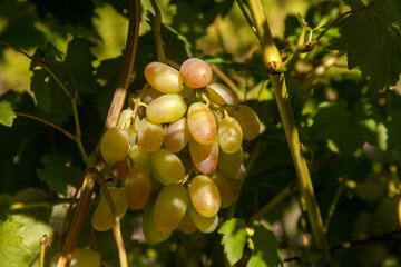 Bunch of green grapes in the garden.