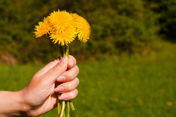 The hand of a woman holding a yellow dandelion flowers. Bouquet of yellow flowers at summer day