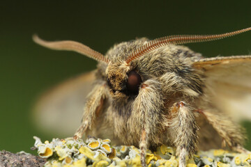 Facial closeup on the Great prominent moth,Peridea anceps sitting on wood
