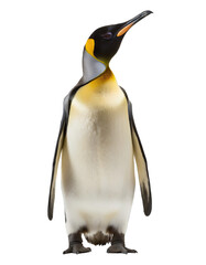  King Penguin standing - isolated on transparent backgorund