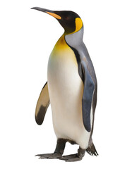  King Penguin standing - isolated on transparent backgorund