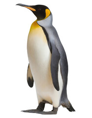 Naklejka premium King Penguin standing - isolated on transparent backgorund