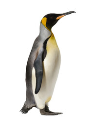 Fototapeta premium King Penguin standing - isolated on transparent backgorund