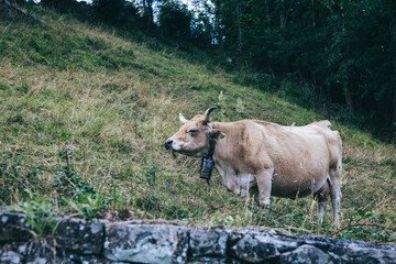 Brown cow grazing alone in the green meadow in a rural area. Concept of land, ecosystem and nature