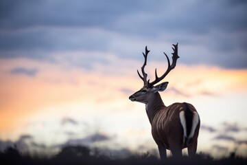 kudu silhouette with dramatic cloud backdrop
