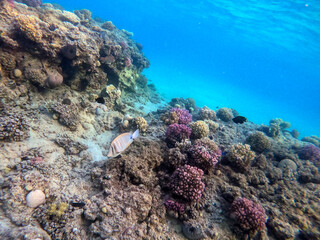 Fototapeta na wymiar Red Sea sailfin tang or Desjardin's sailfin tang at coral reef..