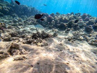 Shoal of Sargos or White Seabream swimming at the coral reef in the Red Sea, Egypt..