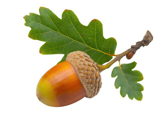 ripe oak tree acorn cutout - isolated on transparent backgorund