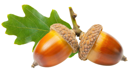 ripe oak tree acorn cutout - isolated on transparent backgorund