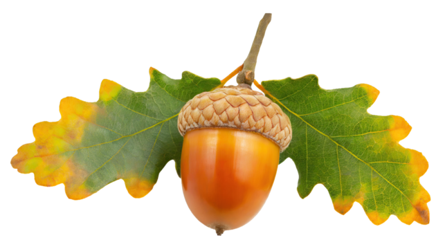 ripe oak tree acorn cutout - isolated on transparent backgorund