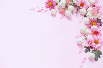 pink  and white chrysanthemums on pink background  background