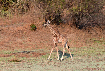 piccola giraffa
