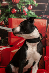 Amstaff w świątecznym klimacie, groźny. pies, boże narodzenie, duży pies. Czarno biały Amstaff