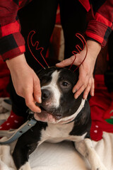 Amstaff w świątecznym klimacie, groźny. pies, boże narodzenie, duży pies. Czarno biały Amstaff
