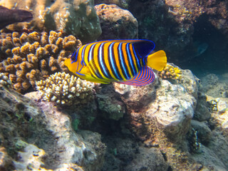 Naklejka na ściany i meble Pygoplites diacanthus or Royal angelfish in an expanse of Red Sea coral reef