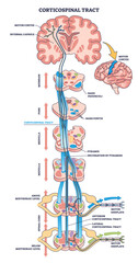 Corticospinal tract or pyramidal neuronal pathway outline diagram. Labeled educational scheme with body motor function neural system vector illustration. Anatomical detailed structure of neuron cord. - obrazy, fototapety, plakaty