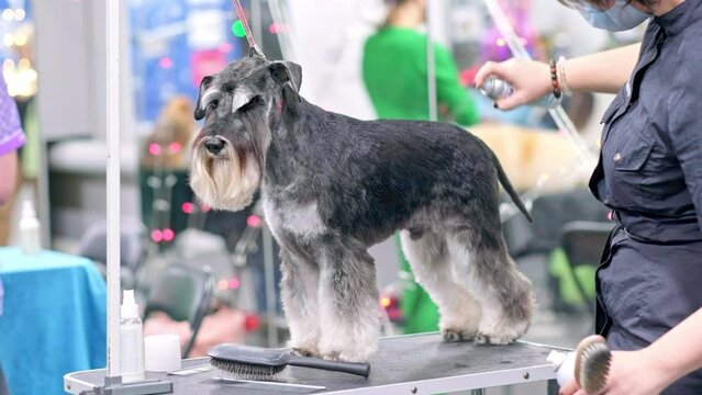 A groomer applies spray paint to the coat of a miniature Schnauzer dog