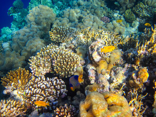 Pygoplites diacanthus or Royal angelfish in an expanse of Red Sea coral reef